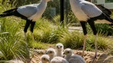 Chester Zoo celebrates landmark hatching of five rare secretarybird chicks