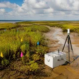 Plant species outperform salinity in predicting methane from tidal marshes, study finds