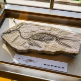 245‑million‑year‑old marine reptile fossil reveals oldest largely complete digestive system